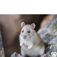 گونه موش هیمالیایی Himalayan Rat